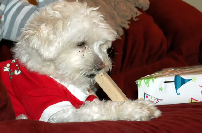 christmas dog stocking gifts