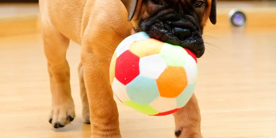 Best Toy Balls for Dogs