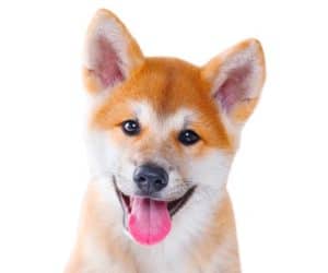 Cute happy Akita Inu purebred puppy dog isolated on white backgr