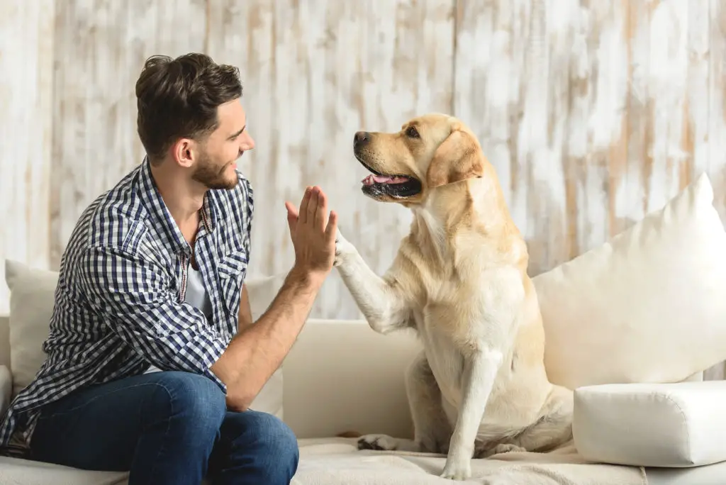 Dog and Owner High Five