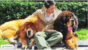 Golden Haired Tibetan Mastiff