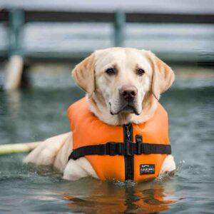 dog in a lifejacket