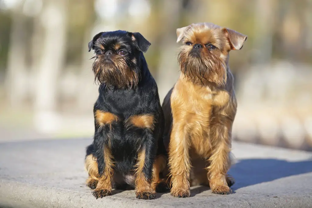 Brussels Griffon dogs (Griffon Belge and Griffon Bruxellois) sitting together outdoors on a concrete floor in autumn