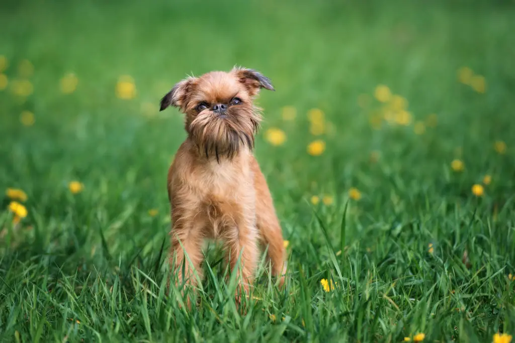 brussels griffon dog posing outdoors in summer