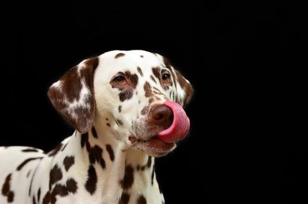 dog licking yum!
