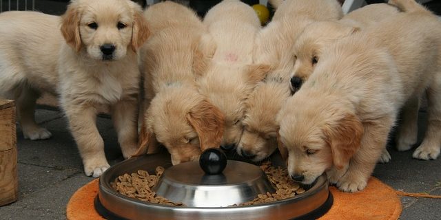 golden retriever puppies eating