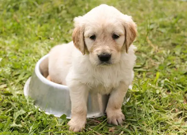 puppy in a dog bowl