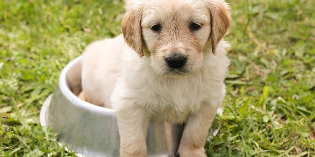 puppy in a dog bowl