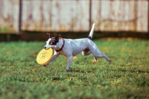 home remedies for fleas on dogs extends to the yard
