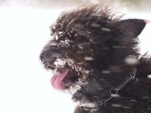 great danoodle face with snow
