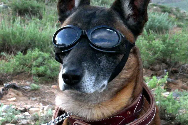german shepherd with glasses