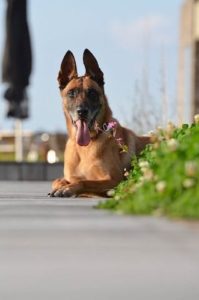 The Belgian Malinois is one of the most active dog breeds that is quite big in size.