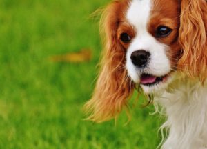 The Cavalier King Charles Spaniel is one of the best lap dogs.
