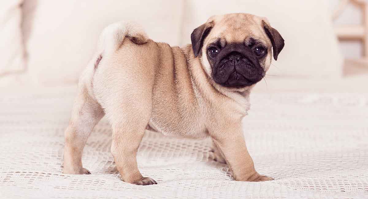 The Pug canine breed is one of the best lap dogs.