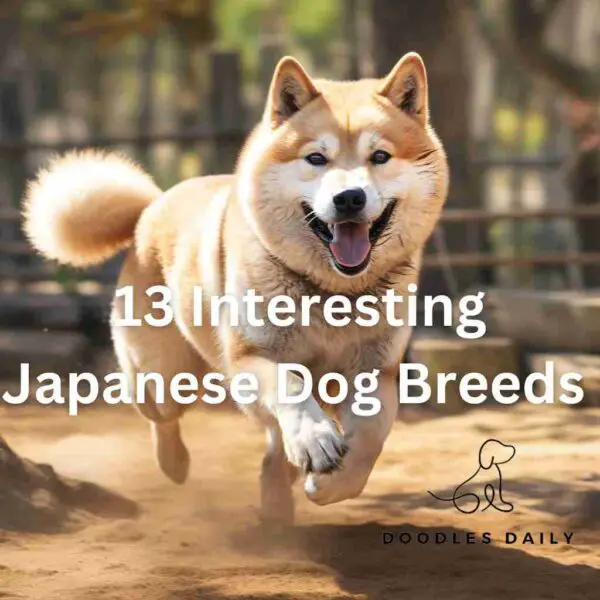 interesting japanese dog breeds