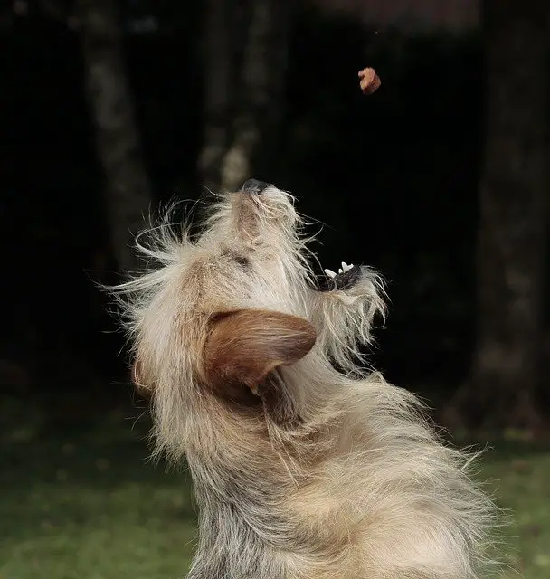 Dog Catching Food