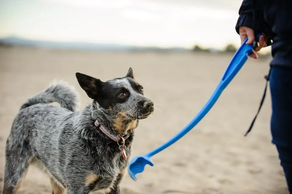 Australian Cattle Dog at beach waiting for owner to throw ball with a ball thrower