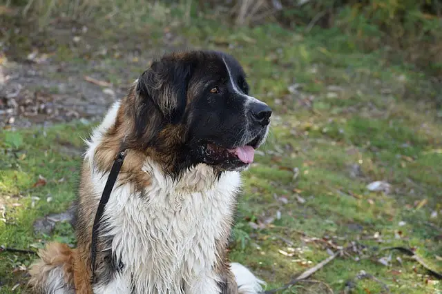 Mastif Protective Dog Breed