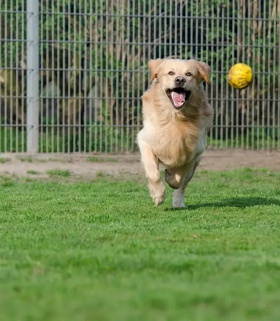 Dog Chasing a Ball