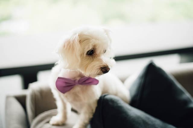 Puppy with Bow Tie Dog Collar