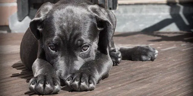 Sad Heartworm Puppy