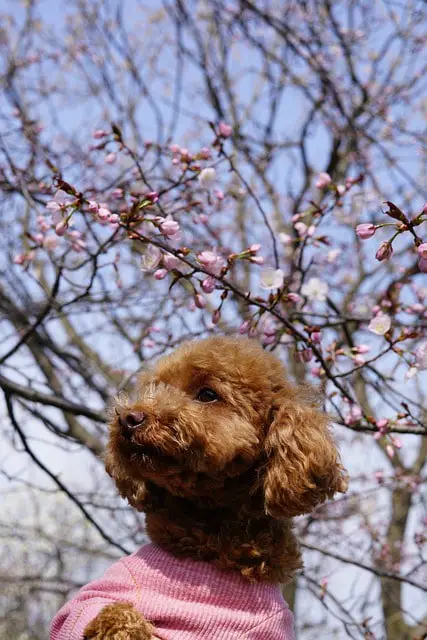 Toy Poodle Brown Cherry Tree