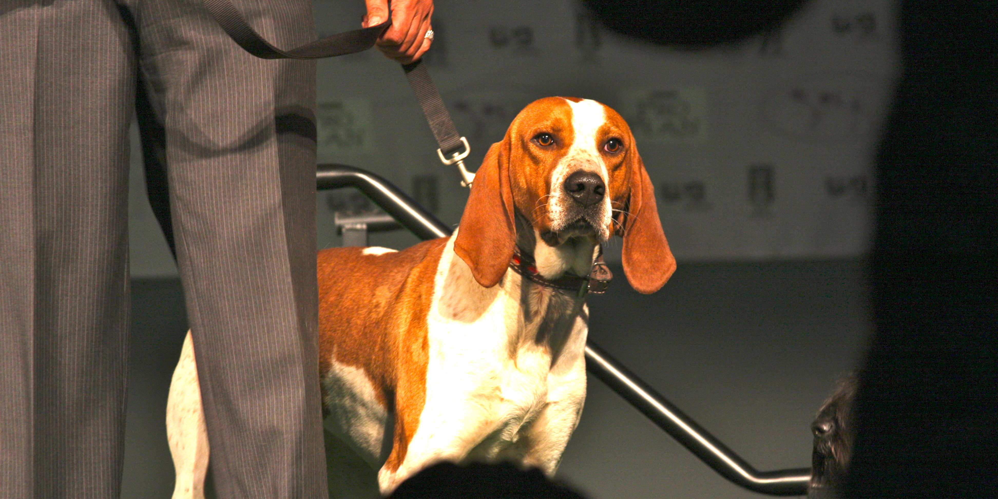 American English Coonhound Showing