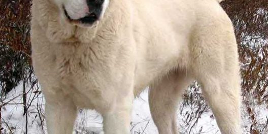 Central Asian Shepherd in Snow