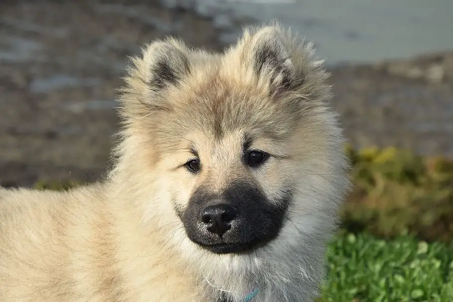 Eurasier puppy Looking