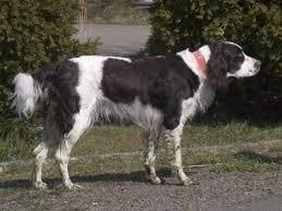French Spaniel standing