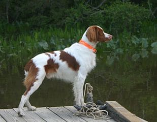 Irish Red and White Setter on Dock