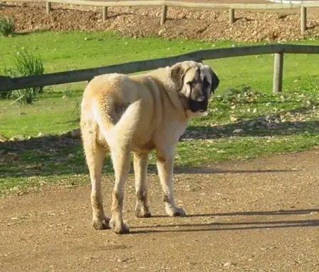 Spanish Mastiff looking back