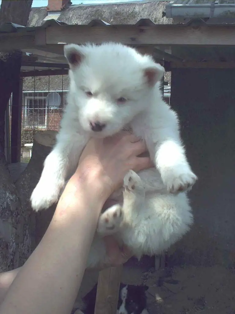 Yakutian Laika Puppy