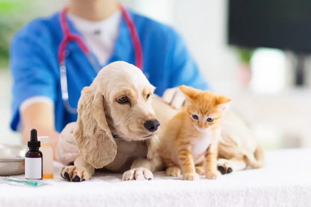 Dog and Cat getting vaccine