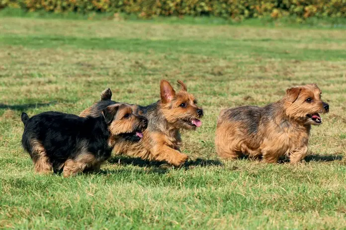 Norfolk terrier dogs in Grass