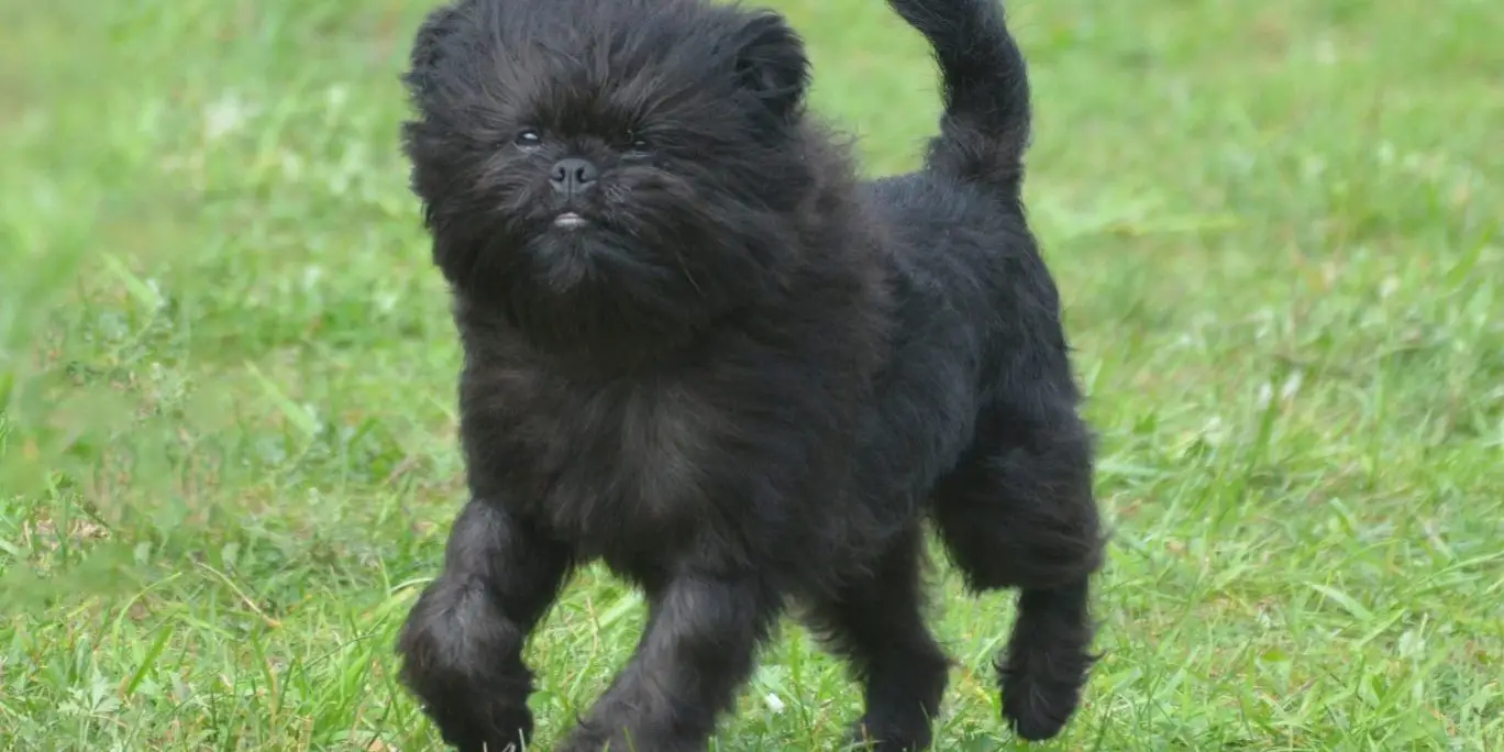 Sweet Black Affenpinscher Dog