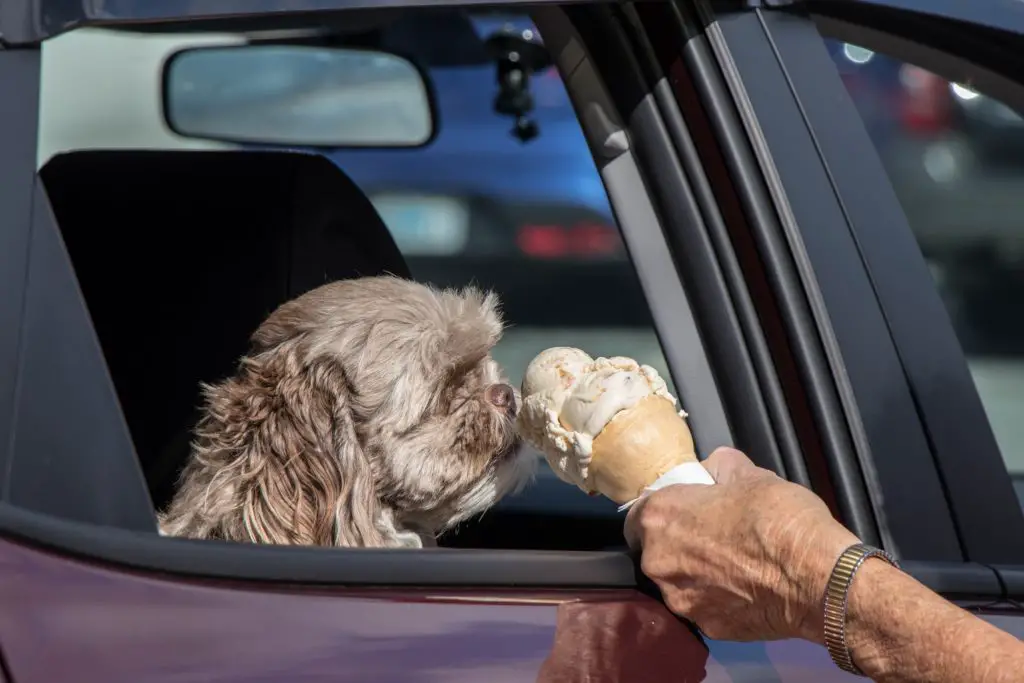 Dog Eating in Car