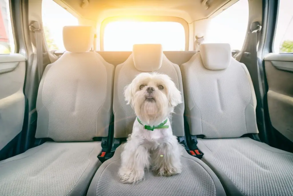 Dog in Car Back Seat