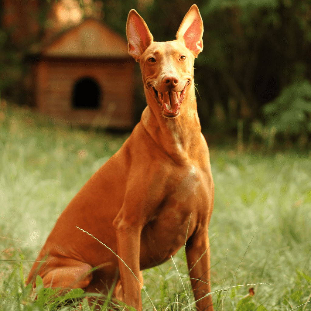 pharaoh hound